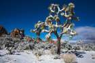 Winter storm-Joshua Tree National Park-California Art Print